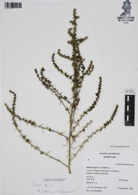 Salsola kali image